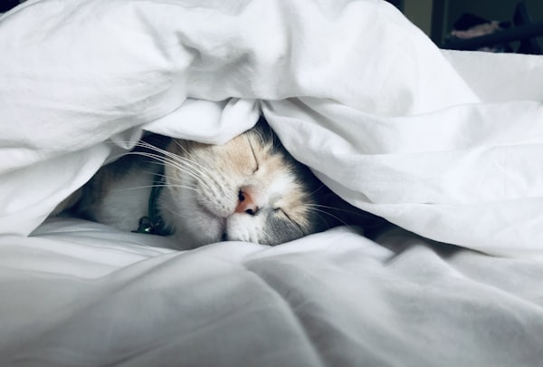 Sleep health and restful bedroom environment